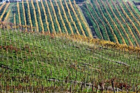 Greco di Tufo vineyards at di Marzo estate